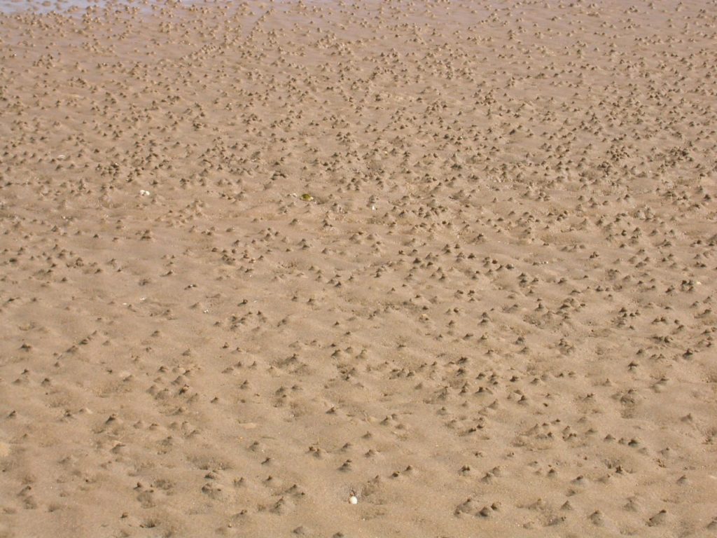 Marine lugworm <strong>Discreet hosts</strong> of the Dune Dune of Pilat