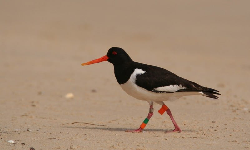 Oystercatcher <strong>Discreet hosts</strong> of the Dune Dune of Pilat