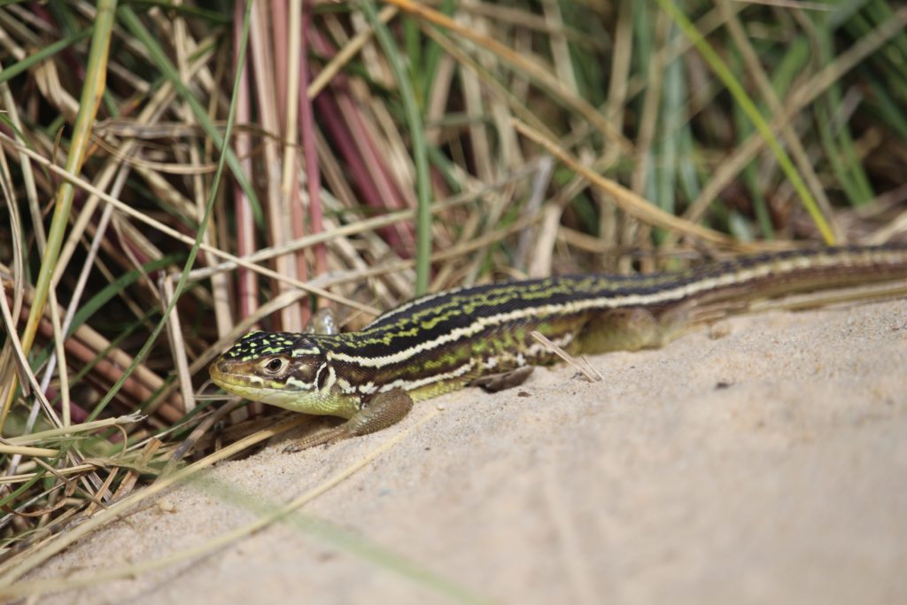 Two-rayed lizard <strong>Discreet hosts</strong> of the Dune Dune of Pilat