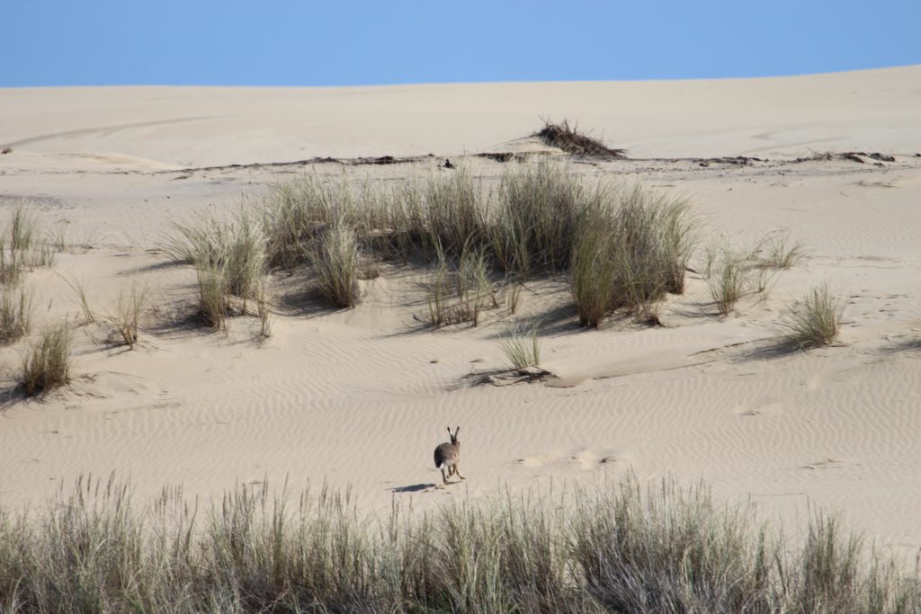 European hare <strong>Discreet hosts</strong> of the Dune Dune of Pilat