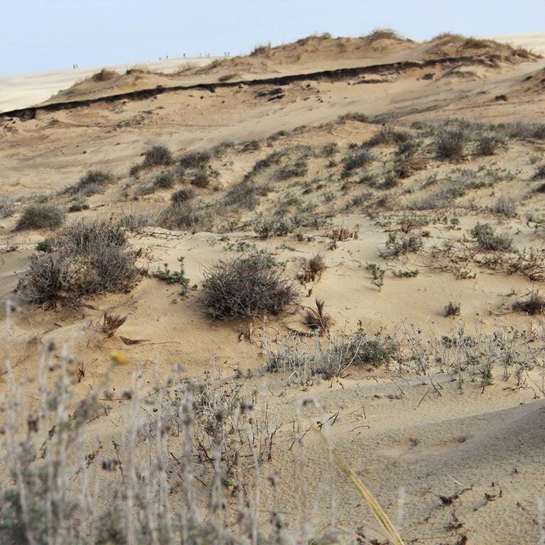 Fragile habitat of the Dune du Pilat