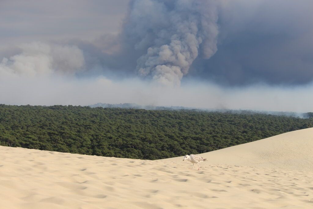 IMG 5340 Risque très élevé feu de forêt et interdiction d'accès au massif forestier Dune du Pilat
