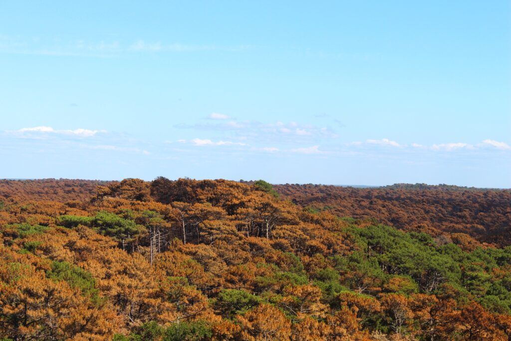 Panorama del bosque de usuarios después del incendio 2 Parado  <br>prohibición de acceso al macizo forestal Dune du Pilat
