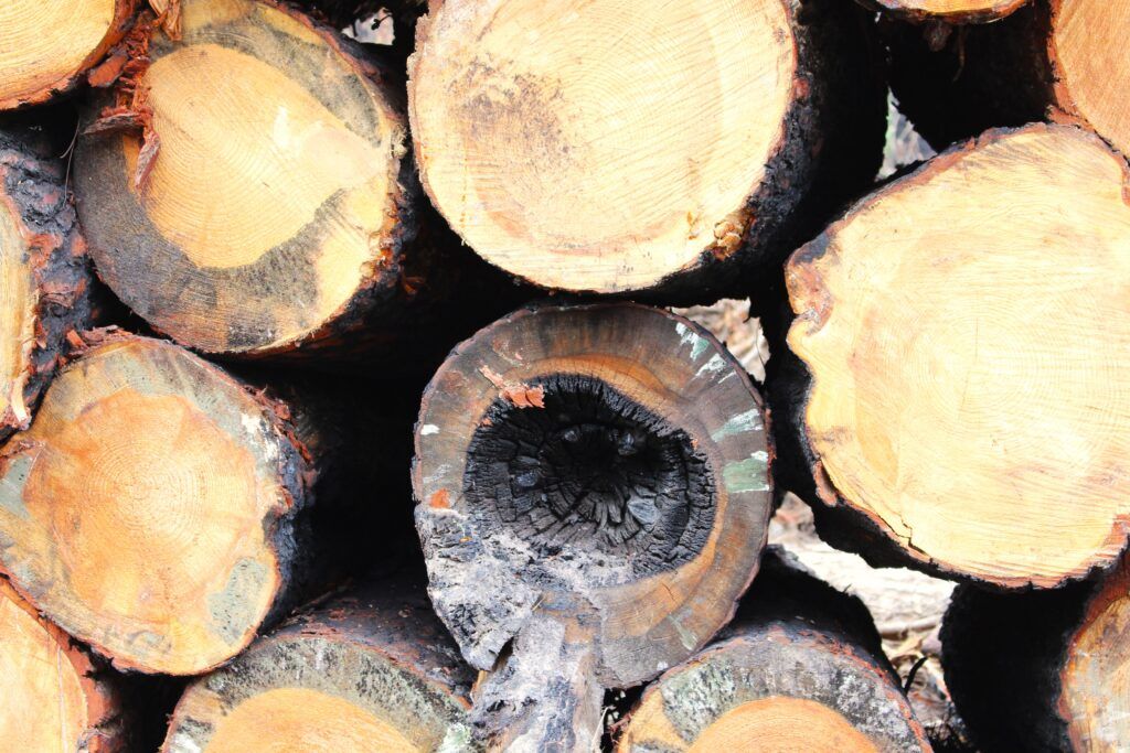Grumes d'arbres portant les stigmates de l'incendie