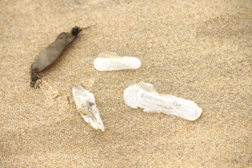 EXPOSICIÓN-ACTIVIDADES EL MAR MARINO Y LAS CARNES DE AGUA - Duna del Pilat