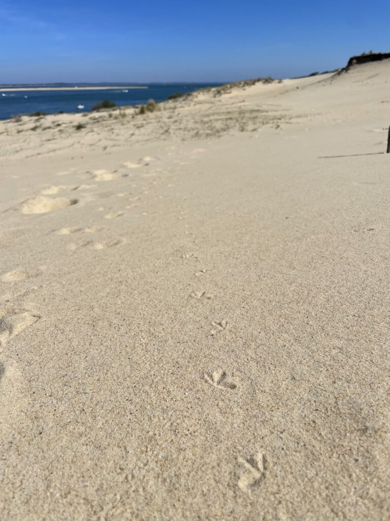 EXHIBITION-ANIMATIONS THE SEA LINE AND THE SEAGRASS BED - Dune du Pilat