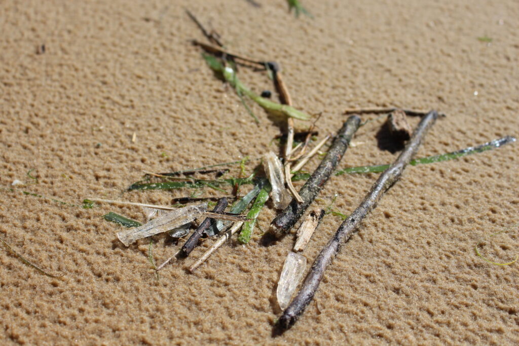 EXHIBITION-ANIMATIONS THE SEA LINE AND THE SEAGRASS BED - Dune du Pilat