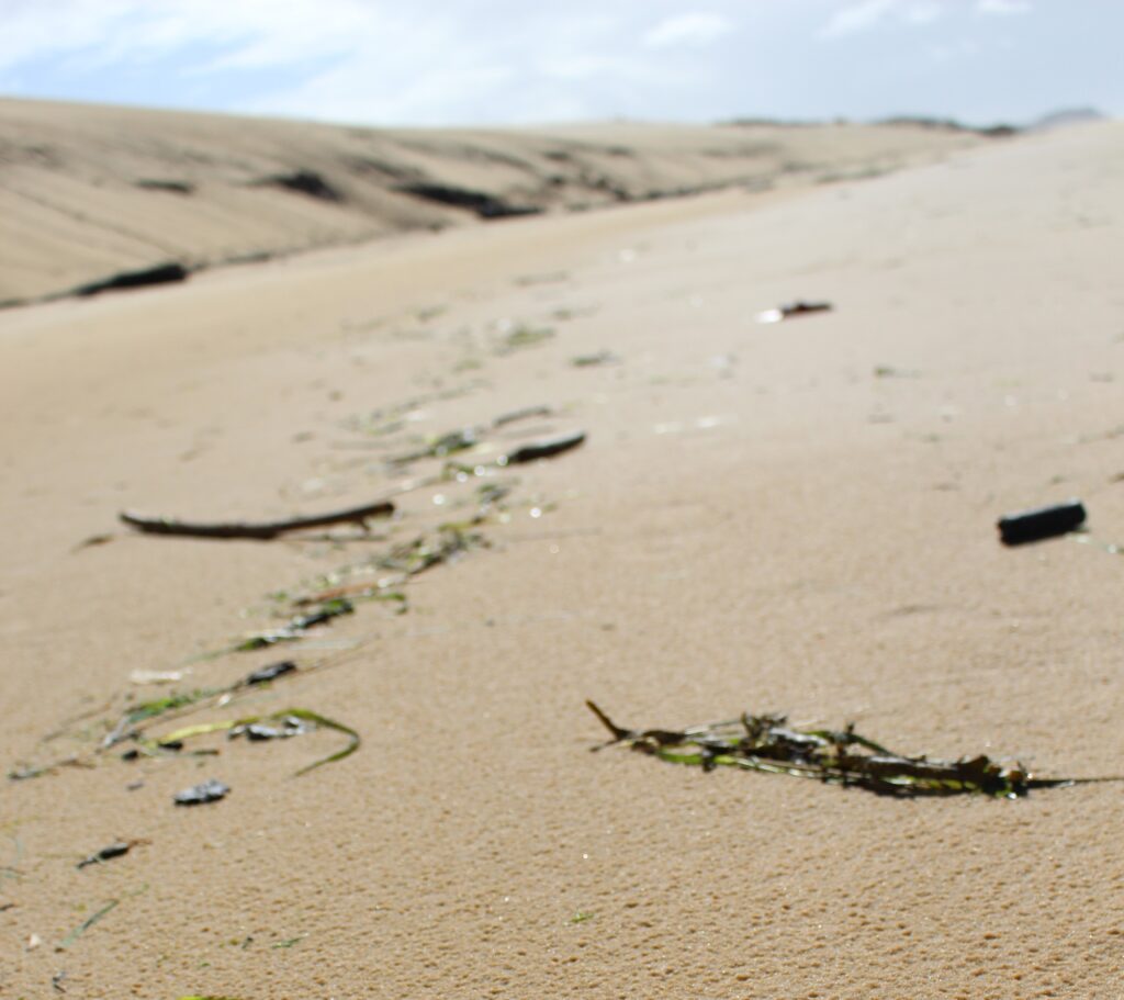 EXHIBITION-ANIMATIONS THE SEA LINE AND THE SEAGRASS BED - Dune du Pilat