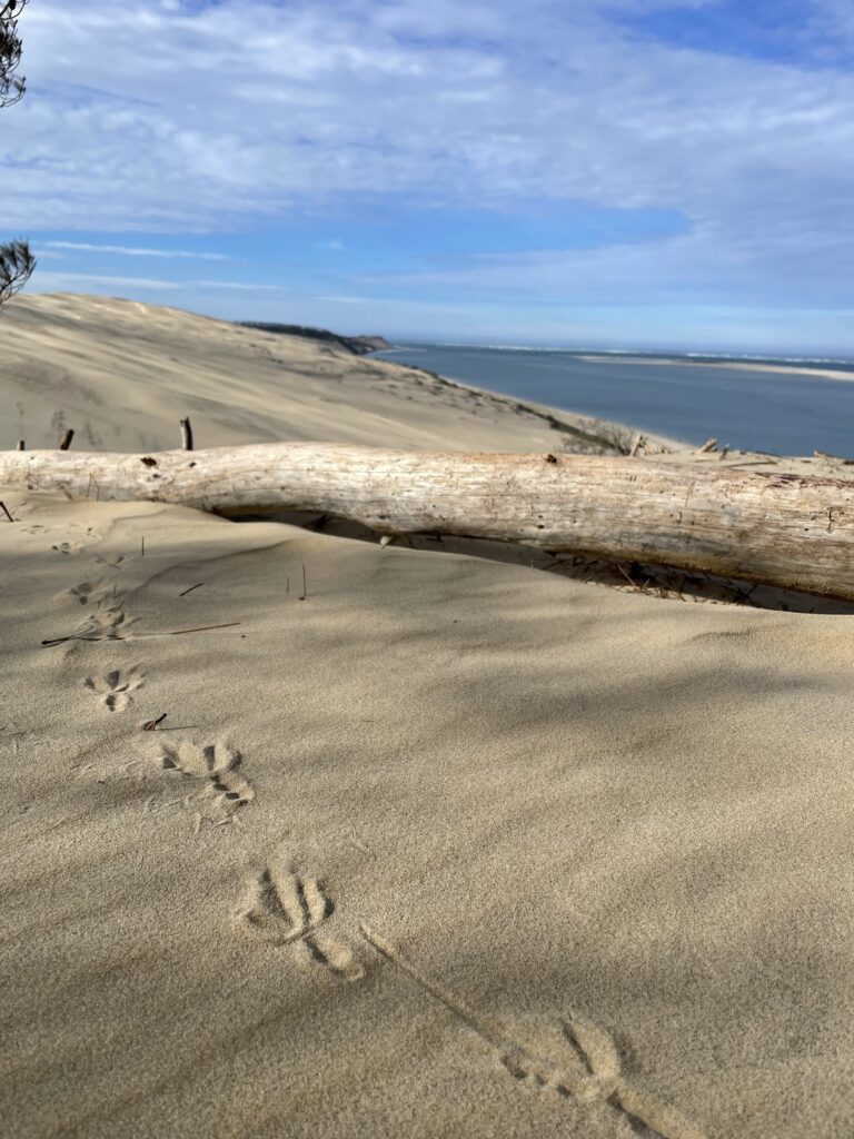 EXHIBITION-ANIMATIONS THE SEA LINE AND THE SEAGRASS BED - Dune du Pilat