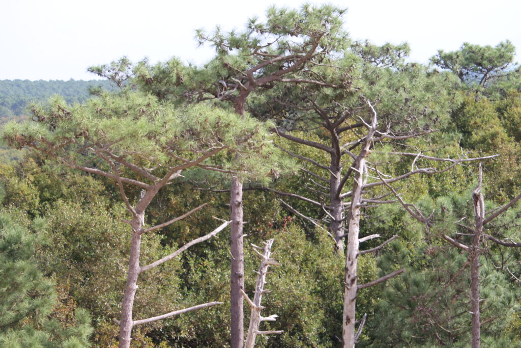 Le label Forêt d’exception® renouvelé pour le Bassin d'Arcachon ! - Dune du Pilat