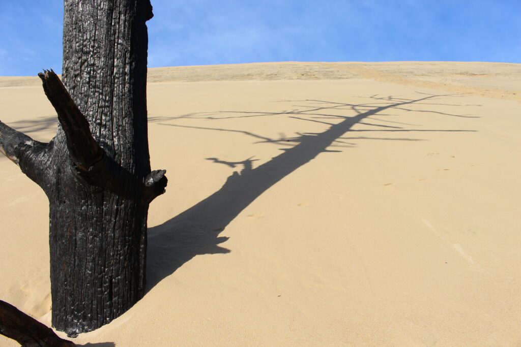 Balade paysagère entre dune et forêt - Dune du Pilat