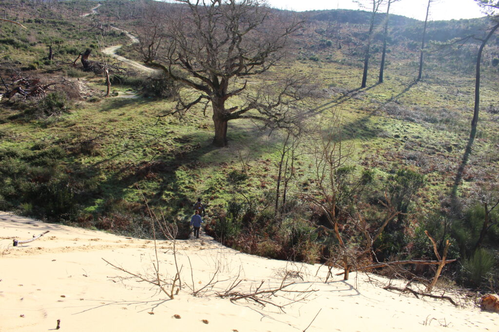 Balade paysagère entre dune et forêt - Dune du Pilat