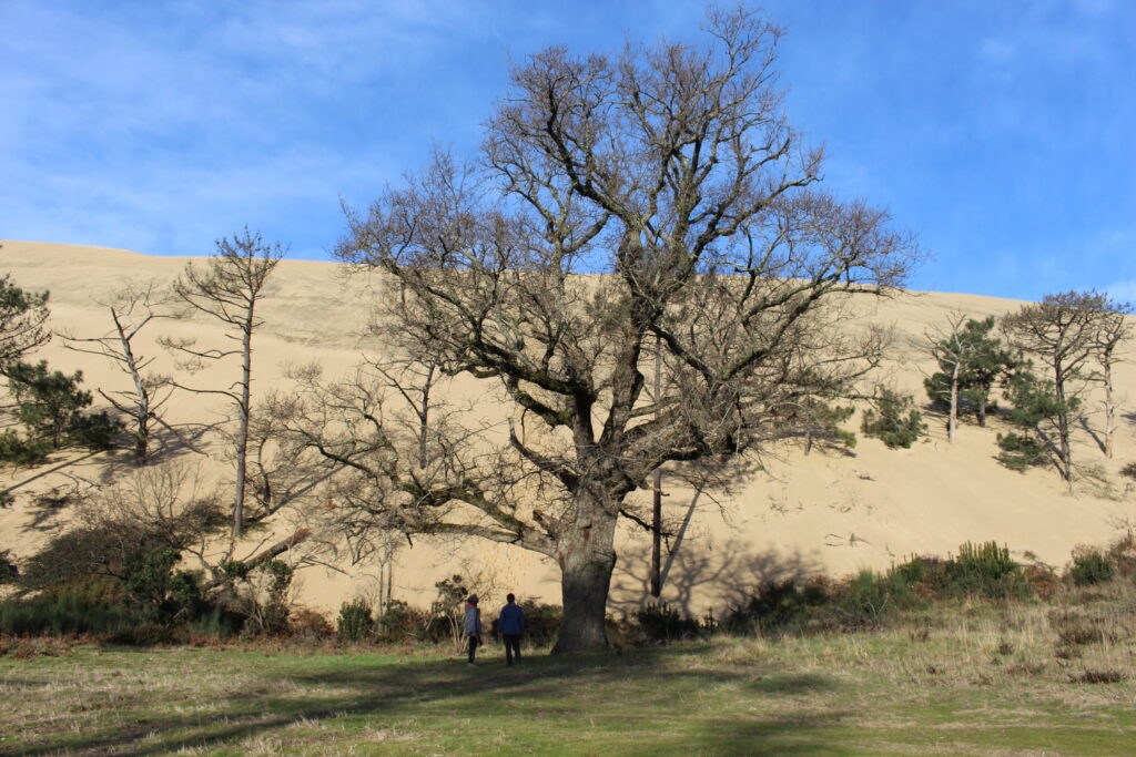 Balade paysagère entre dune et forêt - Dune du Pilat