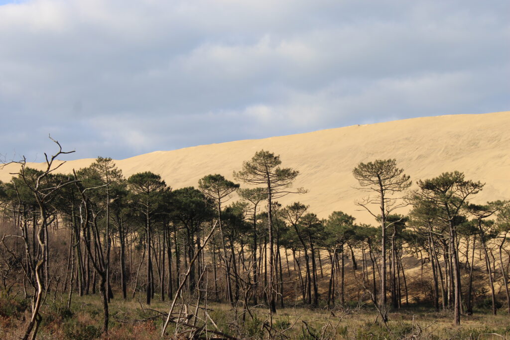 Balade paysagère entre dune et forêt - Dune du Pilat