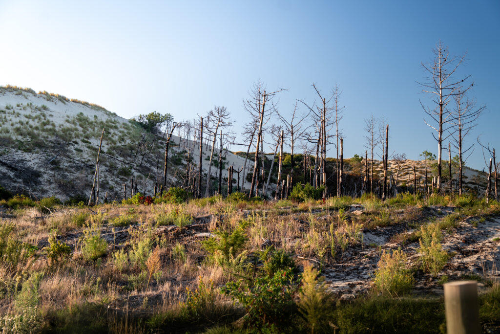 INVENTAIRE ECOLOGIQUE POST-INCENDIE - Dune du Pilat