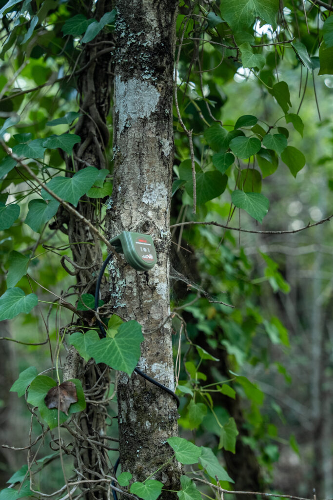 INVENTAIRE ECOLOGIQUE POST-INCENDIE - Dune du Pilat