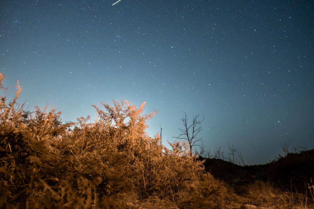 INVENTAIRE ECOLOGIQUE POST-INCENDIE - Dune du Pilat
