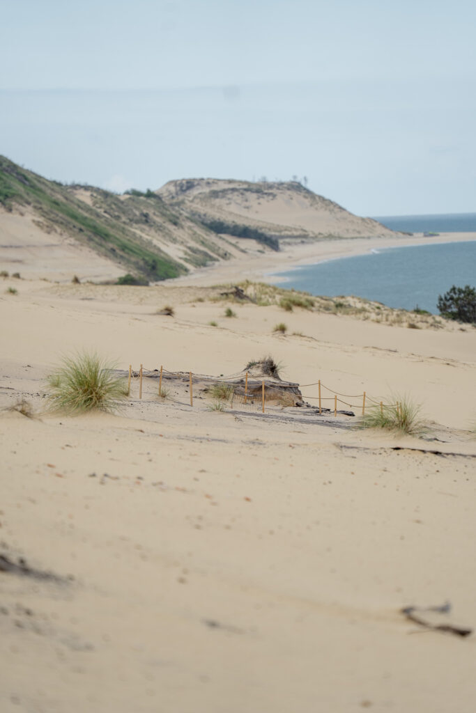 PROSPECTION DU GRAVELOT A COLLIER INTERROMPU - Dune du Pilat