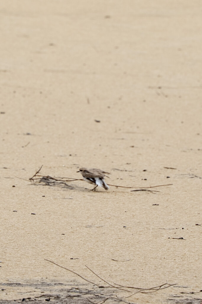 PROSPECTION DU GRAVELOT A COLLIER INTERROMPU - Dune du Pilat