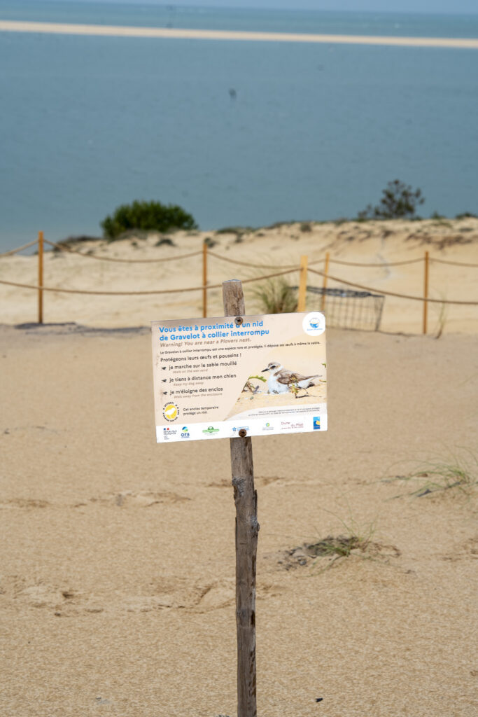 PROSPECTION DU GRAVELOT A COLLIER INTERROMPU - Dune du Pilat