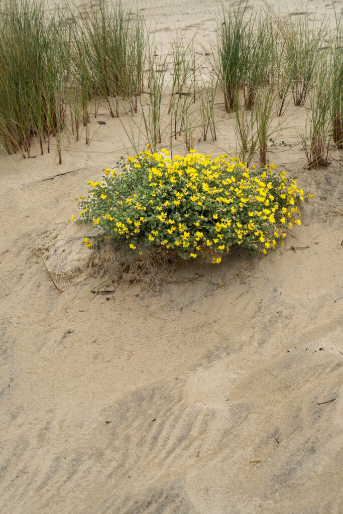 PROSPECTION DU GRAVELOT A COLLIER INTERROMPU - Dune du Pilat