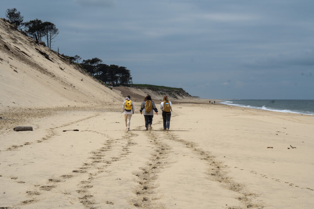 PROSPECTION DU GRAVELOT A COLLIER INTERROMPU - Dune du Pilat