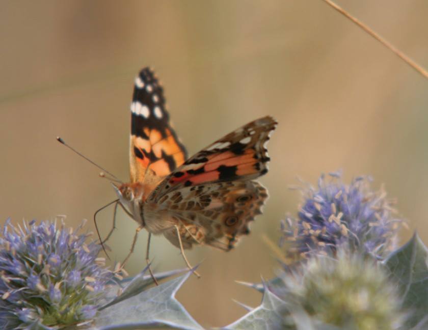 Our nature activities - Dune du Pilat