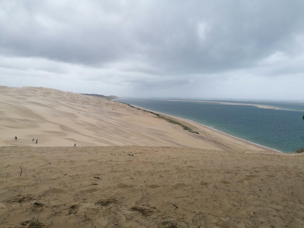 Partenariat avec le Conservatoire Botanique National Sud-Atlantique - Dune du Pilat