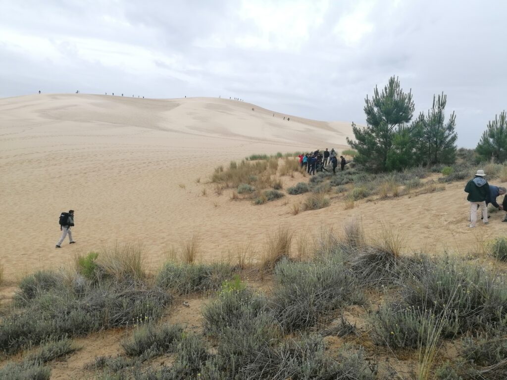 Partenariat avec le Conservatoire Botanique National Sud-Atlantique - Dune du Pilat