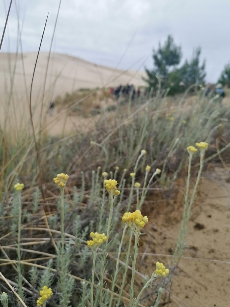 Partenariat avec le Conservatoire Botanique National Sud-Atlantique - Dune du Pilat