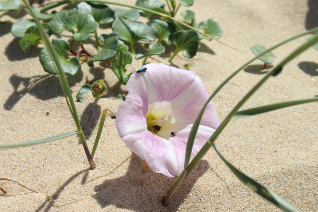 Partenariat avec le Conservatoire Botanique National Sud-Atlantique - Dune du Pilat